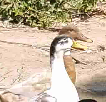 duck